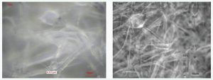 Example images of the extended depth of field at the microscope with OptoNano 200